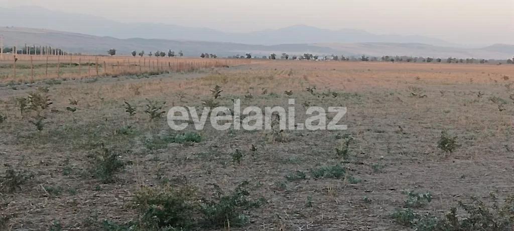 Satılır, torpaq, 400 sot, Qəbələ