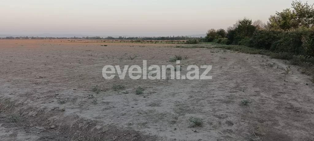 Satılır, torpaq, 400 sot, Qəbələ