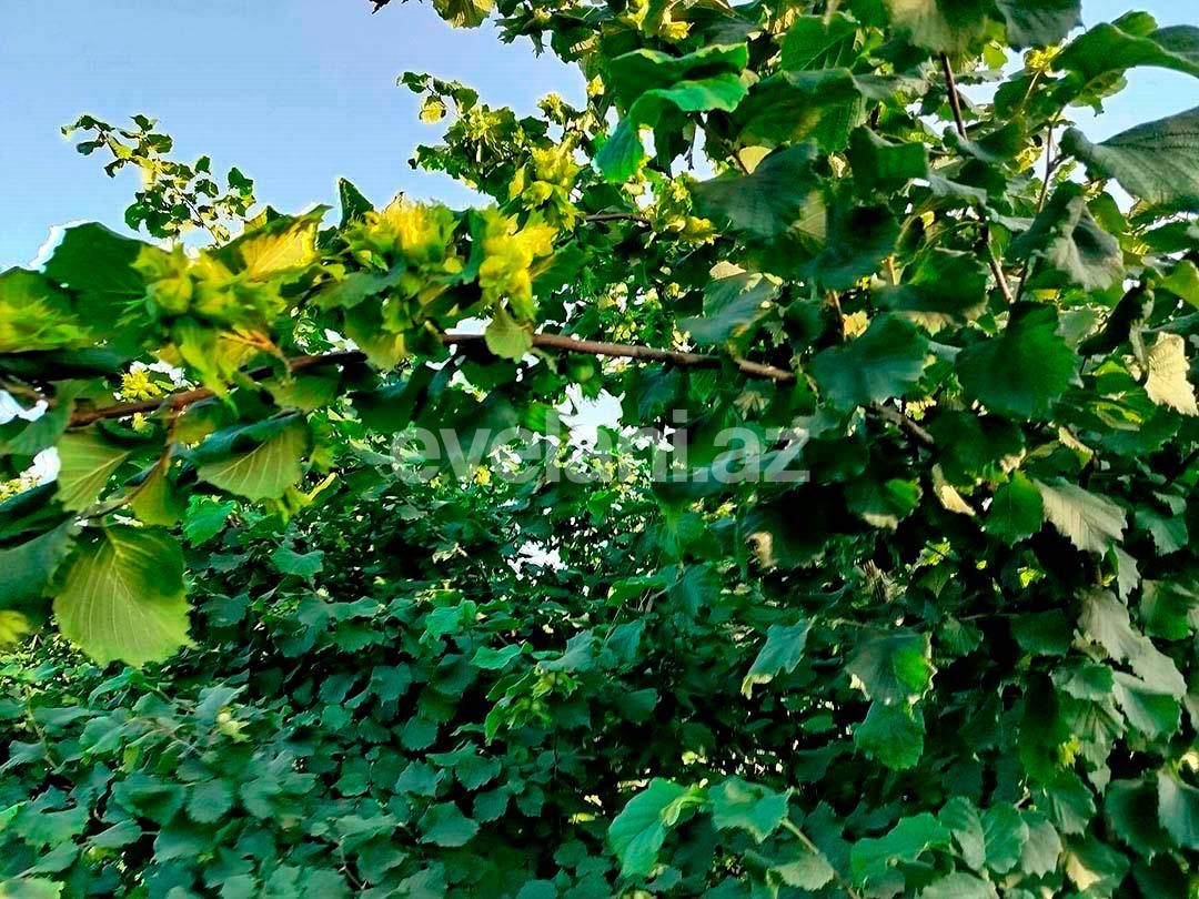 Satılır, torpaq, 262 sot, Xaçmaz