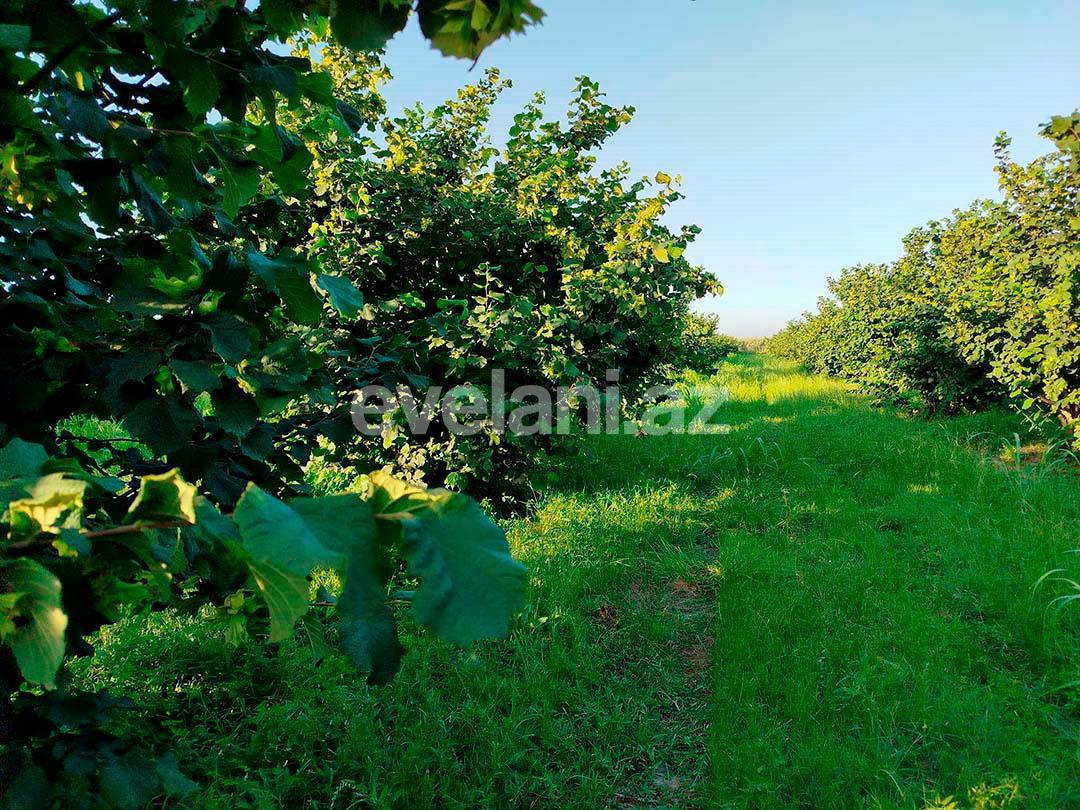 Satılır, torpaq, 262 sot, Xaçmaz