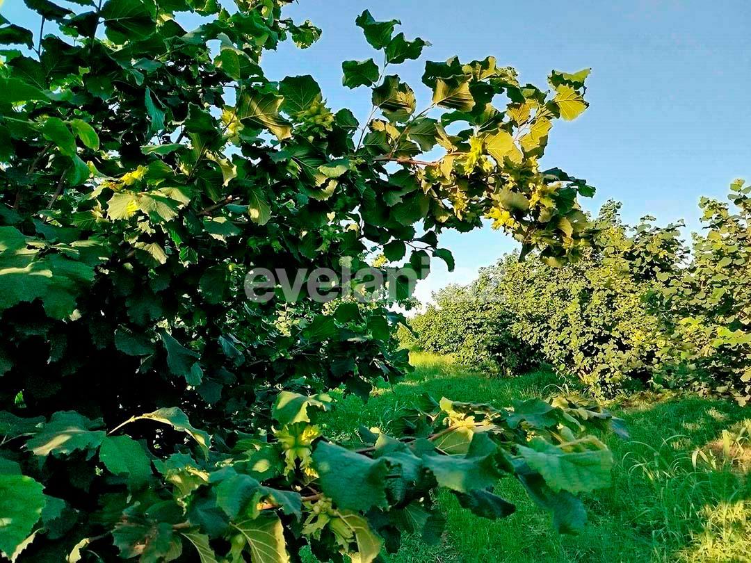 Satılır, torpaq, 262 sot, Xaçmaz