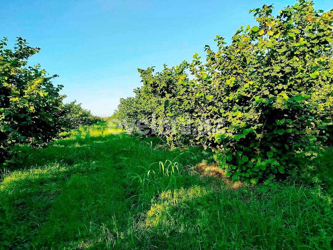 Satılır, torpaq, 262 sot, Xaçmaz