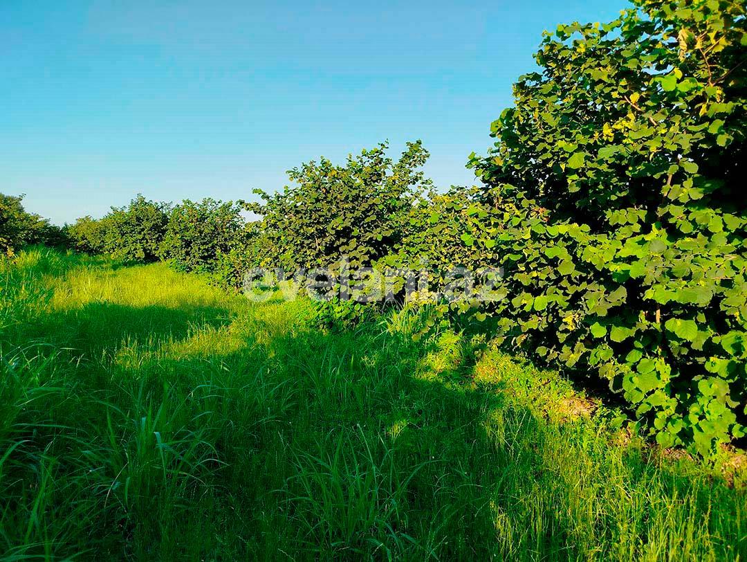 Satılır, torpaq, 262 sot, Xaçmaz