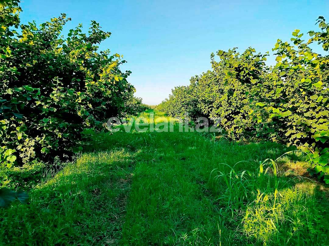 Satılır, torpaq, 262 sot, Xaçmaz