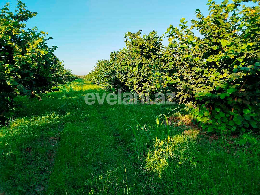 Satılır, torpaq, 262 sot, Xaçmaz