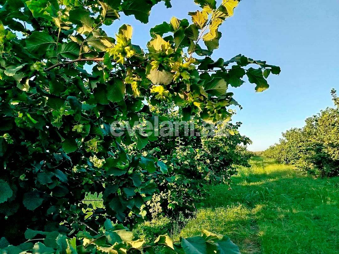 Satılır, torpaq, 262 sot, Xaçmaz