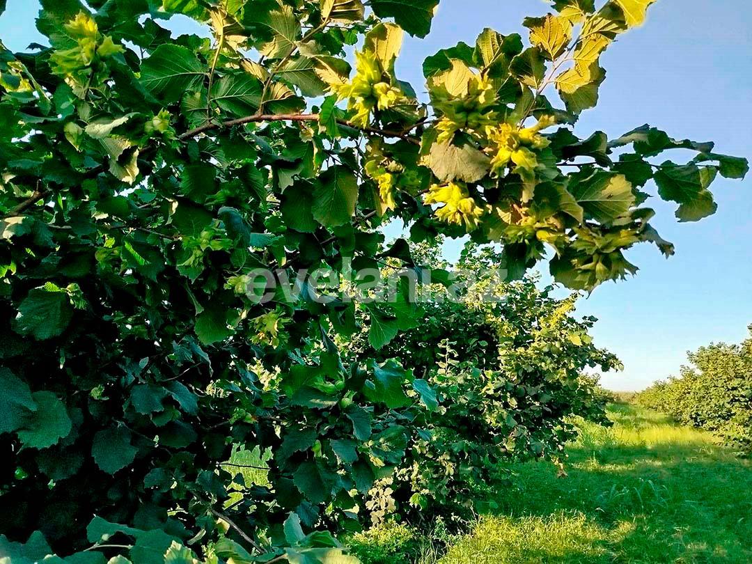 Satılır, torpaq, 262 sot, Xaçmaz