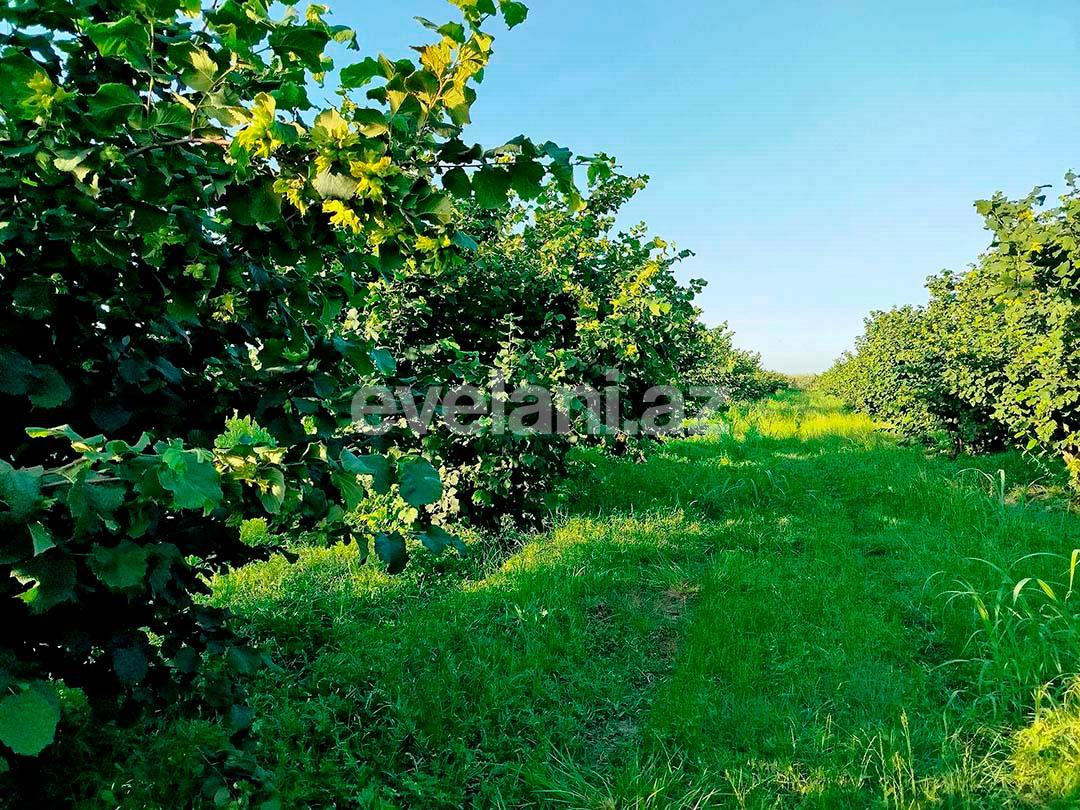 Satılır, torpaq, 262 sot, Xaçmaz