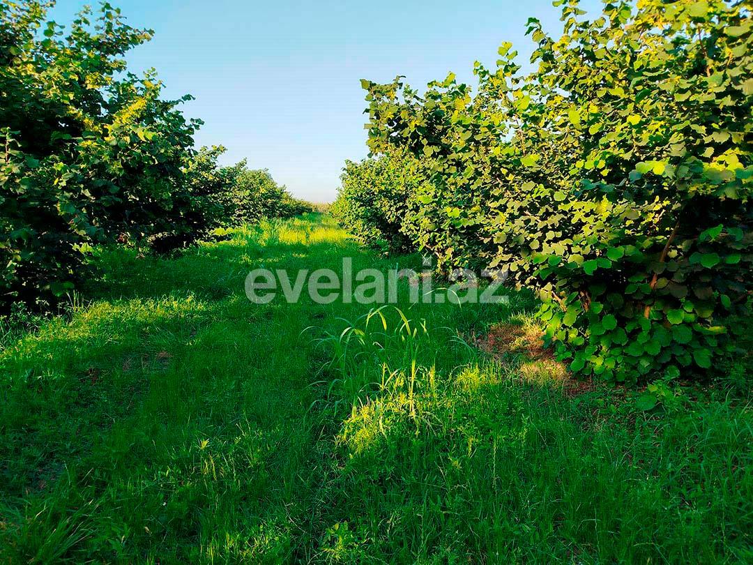 Satılır, torpaq, 262 sot, Xaçmaz