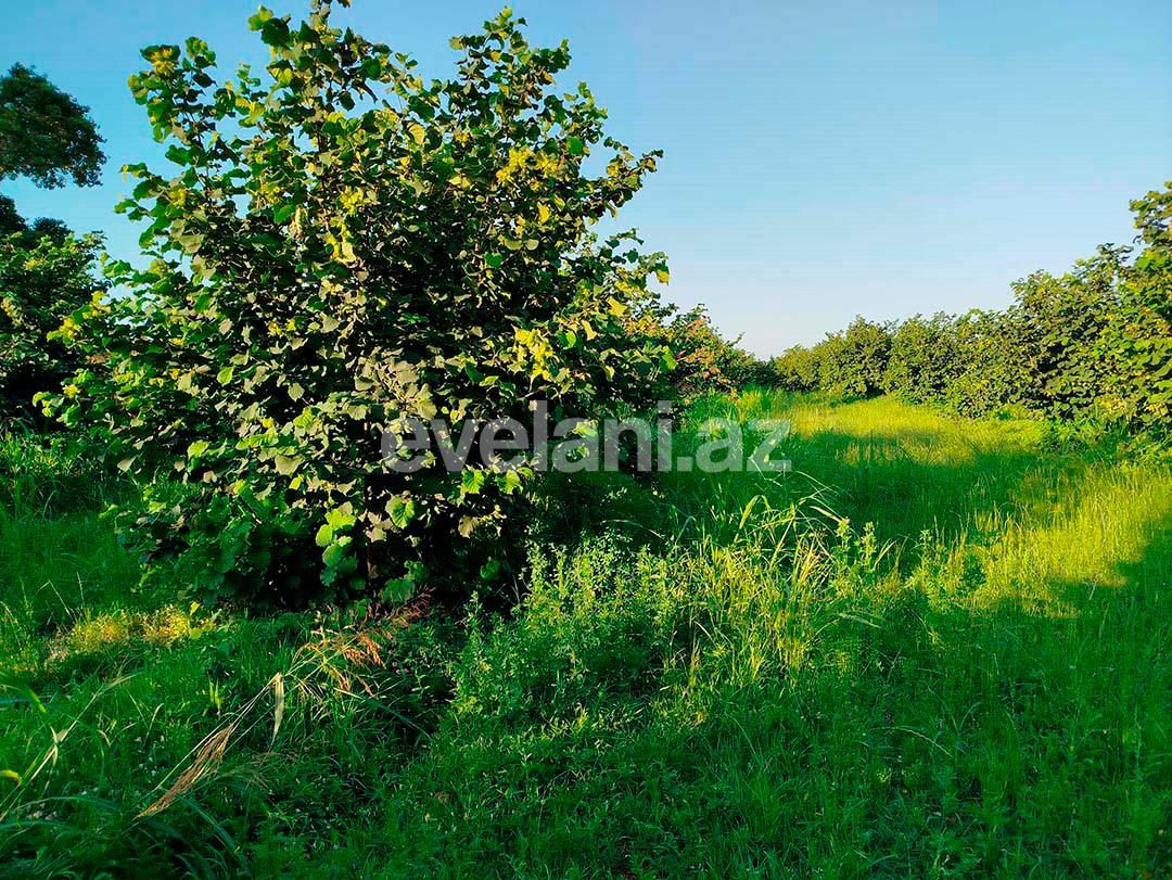 Satılır, torpaq, 262 sot, Xaçmaz