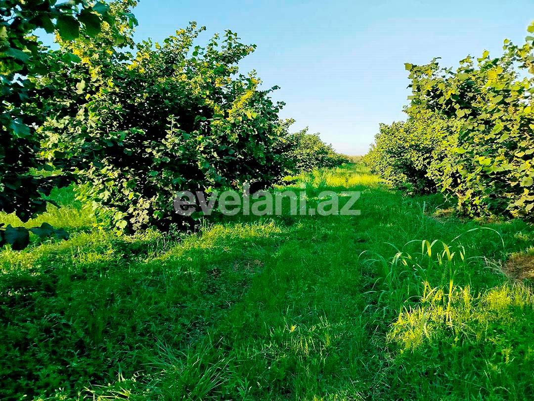 Satılır, torpaq, 262 sot, Xaçmaz