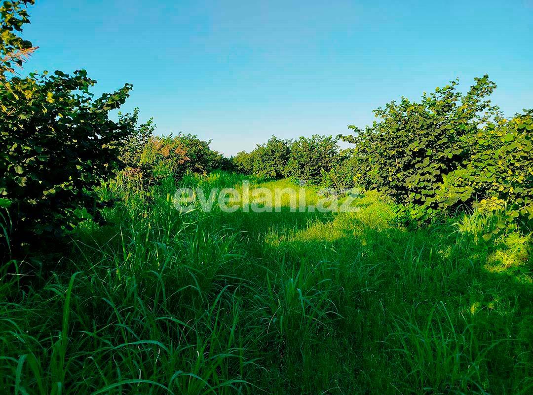 Satılır, torpaq, 262 sot, Xaçmaz