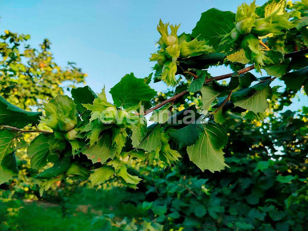 Satılır, torpaq, 262 sot, Xaçmaz