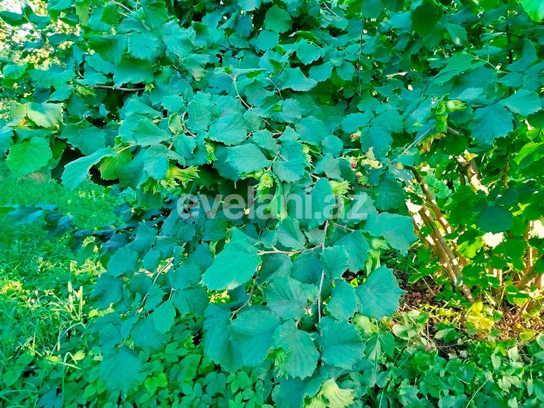 Satılır, torpaq, 262 sot, Xaçmaz