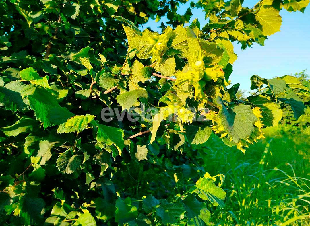 Satılır, torpaq, 262 sot, Xaçmaz