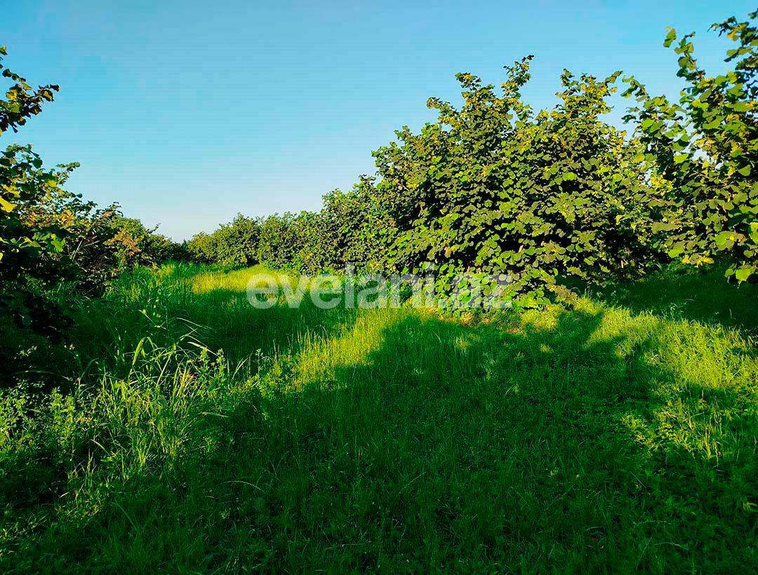 Satılır, torpaq, 262 sot, Xaçmaz