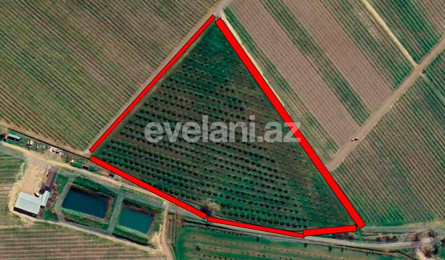 Satılır, torpaq, 262 sot, Xaçmaz