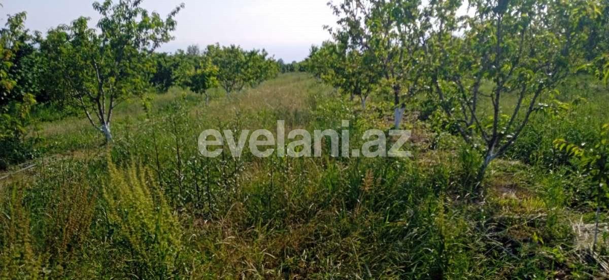 Satılır, torpaq, 48 sot, Xaçmaz