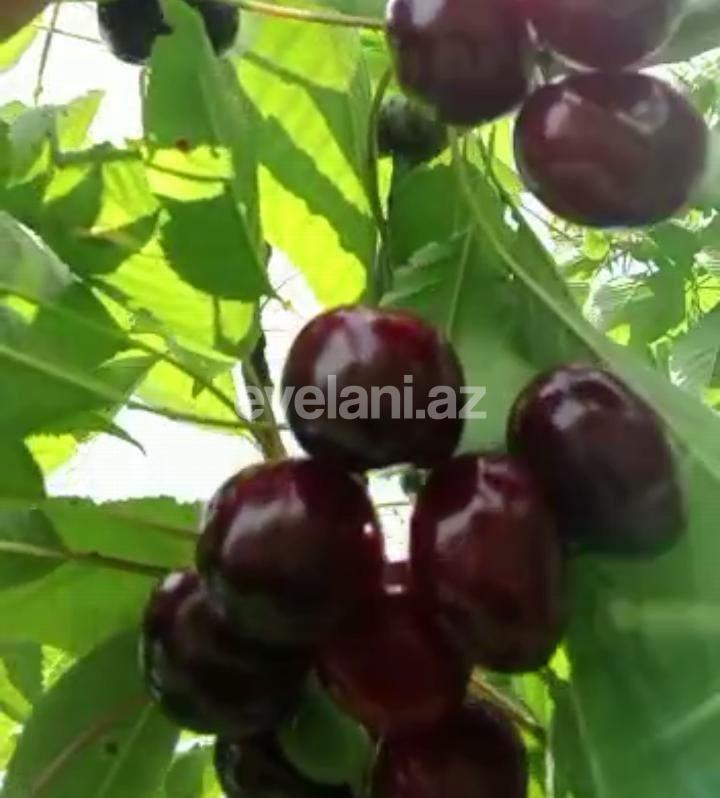 Satılır, torpaq, 48 sot, Xaçmaz