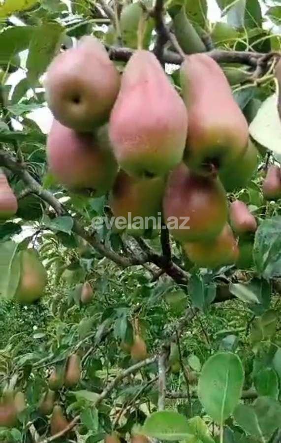 Satılır, torpaq, 48 sot, Xaçmaz