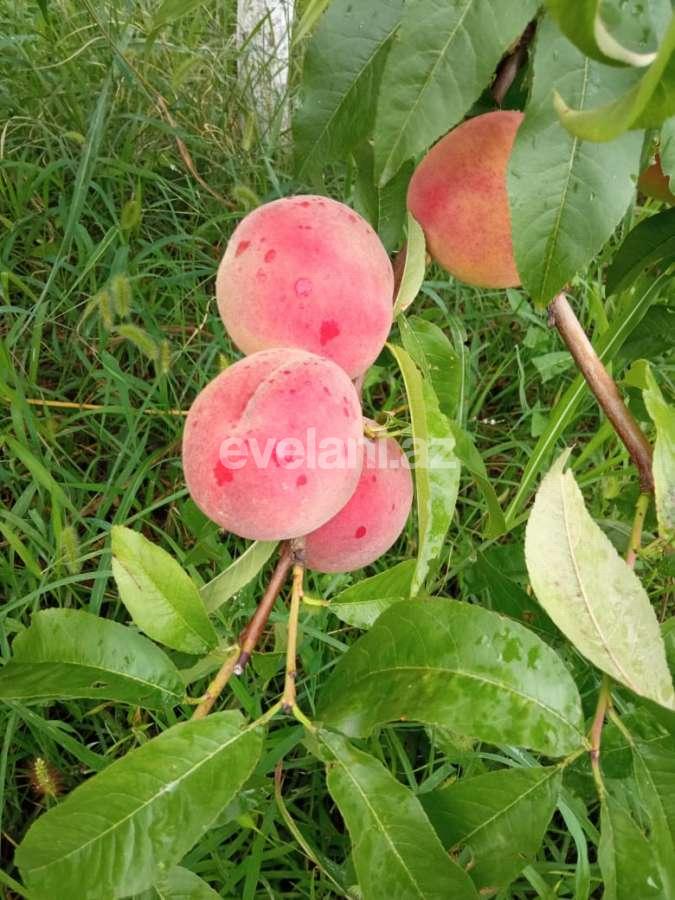 Satılır, torpaq, 48 sot, Xaçmaz