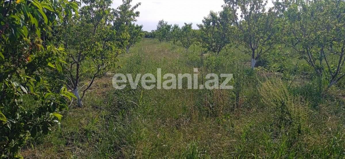 Satılır, torpaq, 48 sot, Xaçmaz