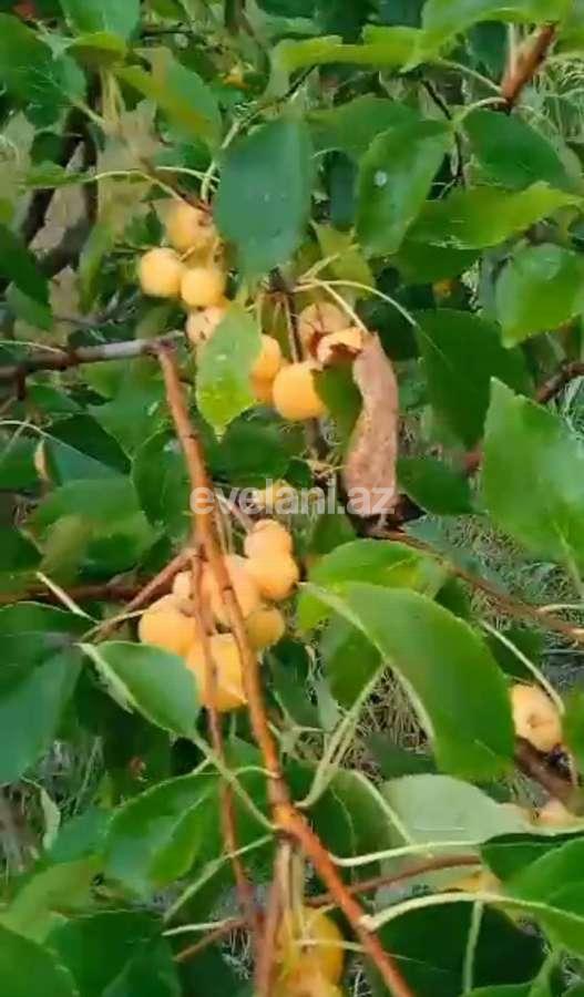 Satılır, torpaq, 48 sot, Xaçmaz