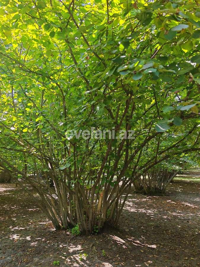 Satılır, torpaq, 45 sot, Qəbələ