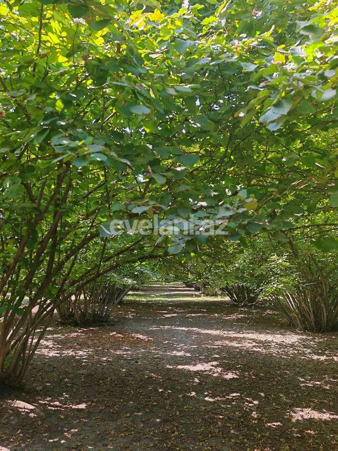 Satılır, torpaq, 45 sot, Qəbələ