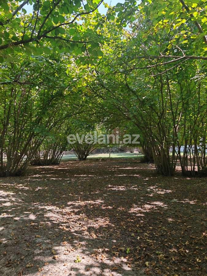 Satılır, torpaq, 45 sot, Qəbələ