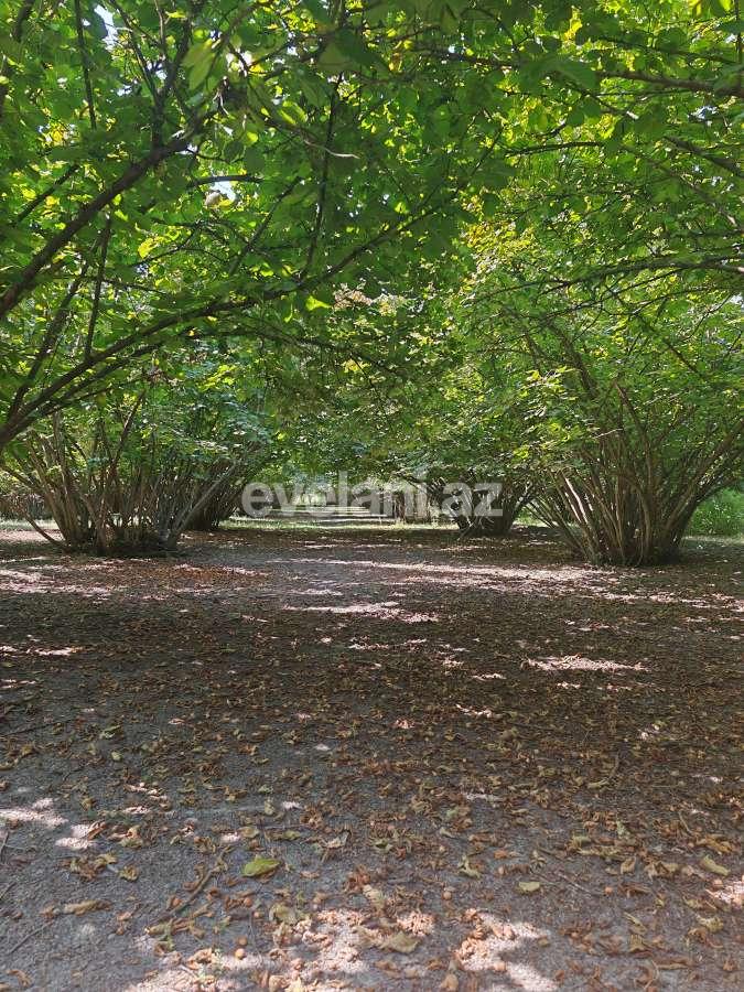 Satılır, torpaq, 45 sot, Qəbələ