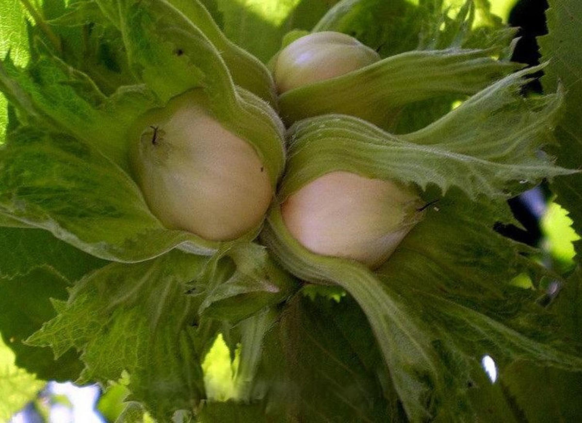 Rusiya, İtaliya və Almaniya bu il Azərbaycan fındığının əsas idxalçıları olub